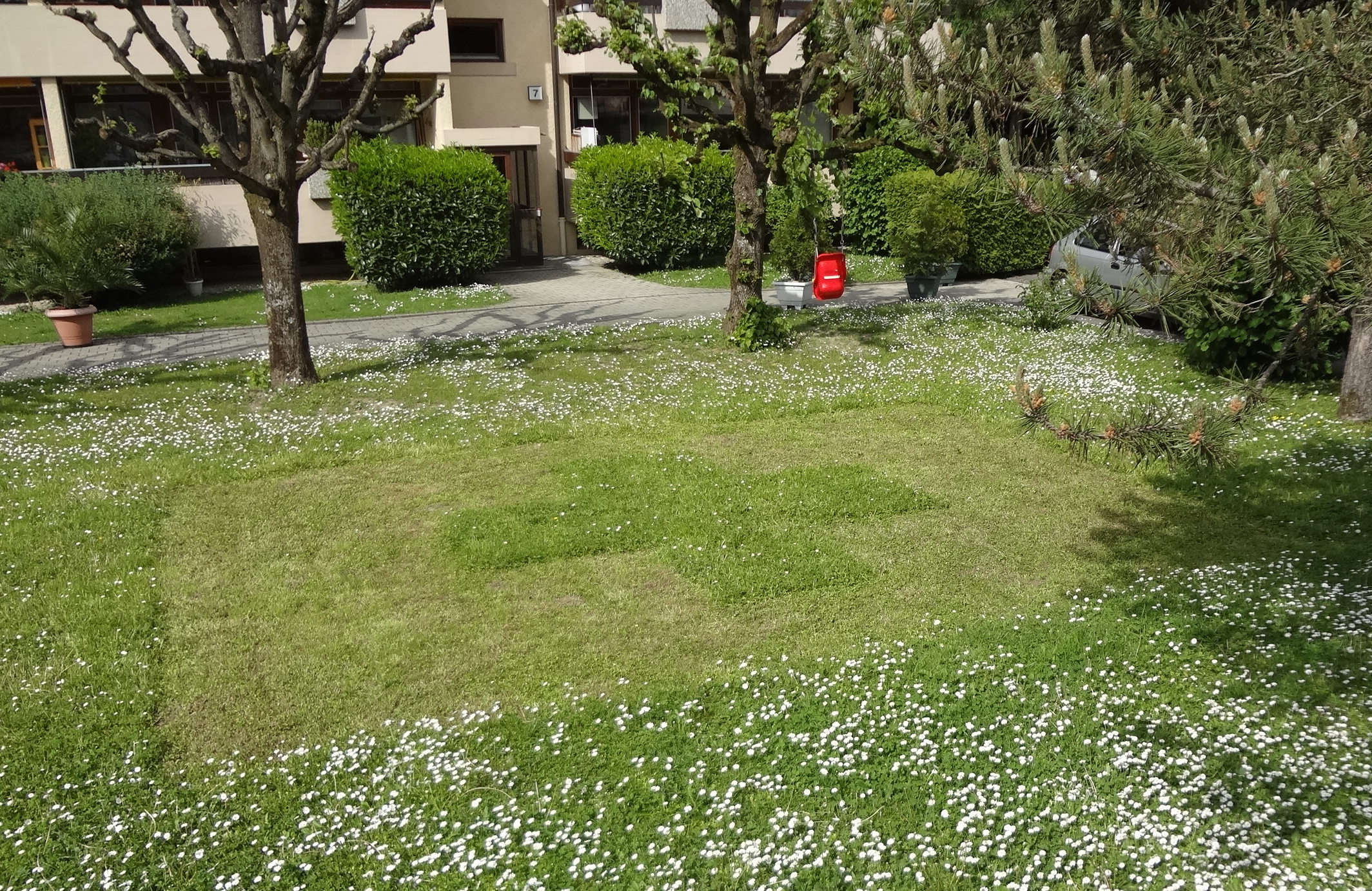 Drapeau suisse éphémère